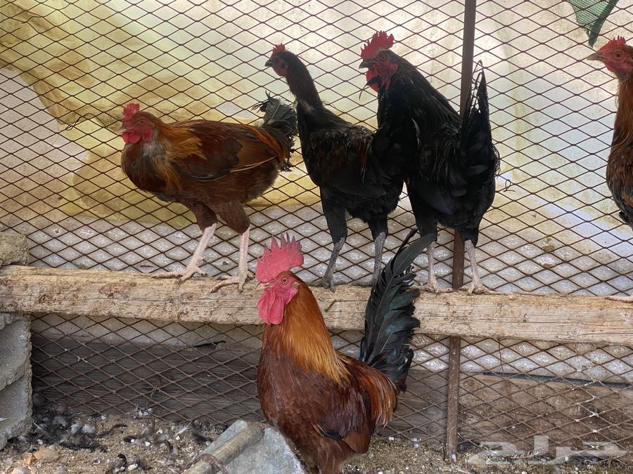 الطآئف بني سعد64537072633217110