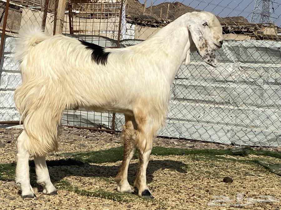 تيس مصري ثني صنف فحل64536557714435110