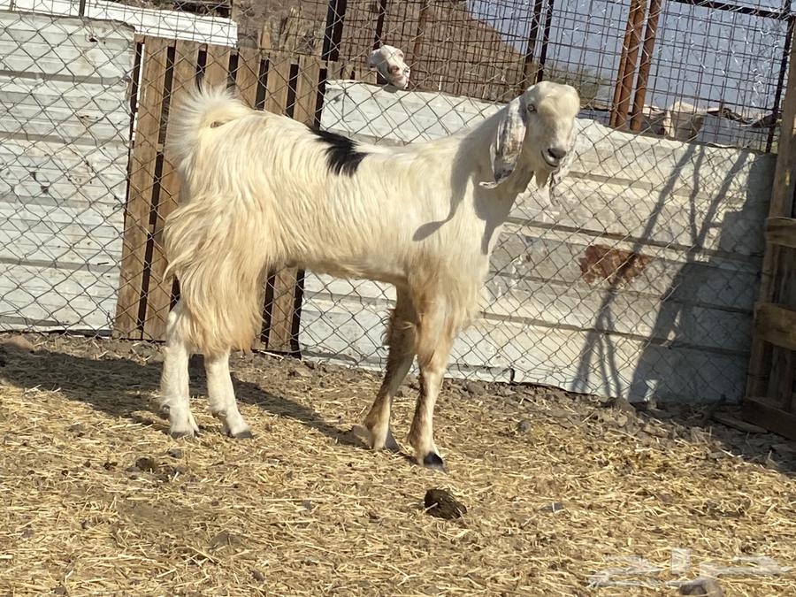 تيس مصري ثني صنف فحل64536557714435113