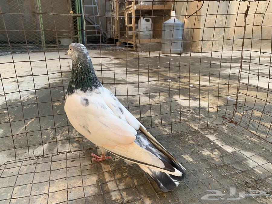 للبيع حمام باكستاني64536294000386111