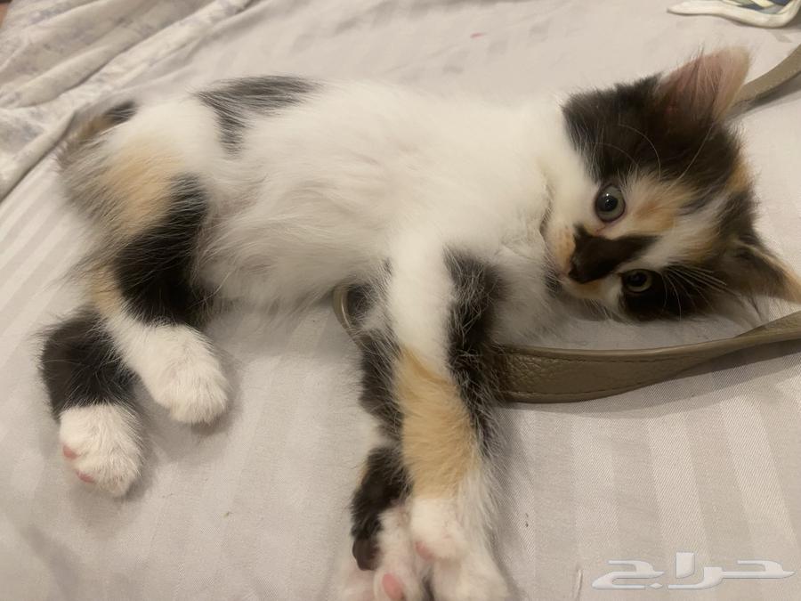 كيتنز للبيع شيرازي64542345565187110