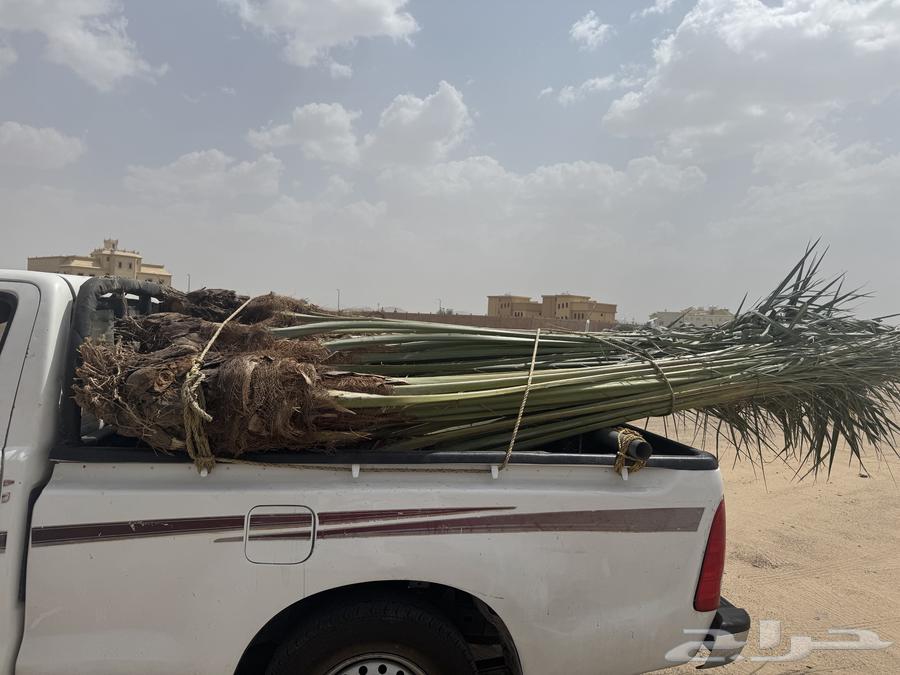 We have 12 palm trees for sale located in Jizan and its surroundings64540167143169113