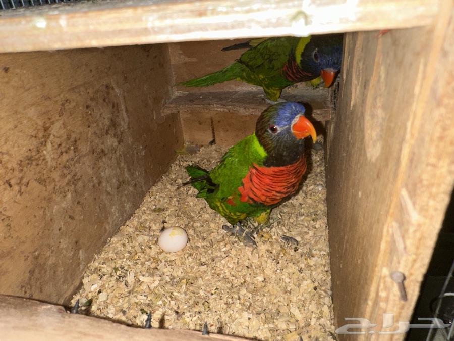 Joz Lori Rainbow Producer64539244825475110