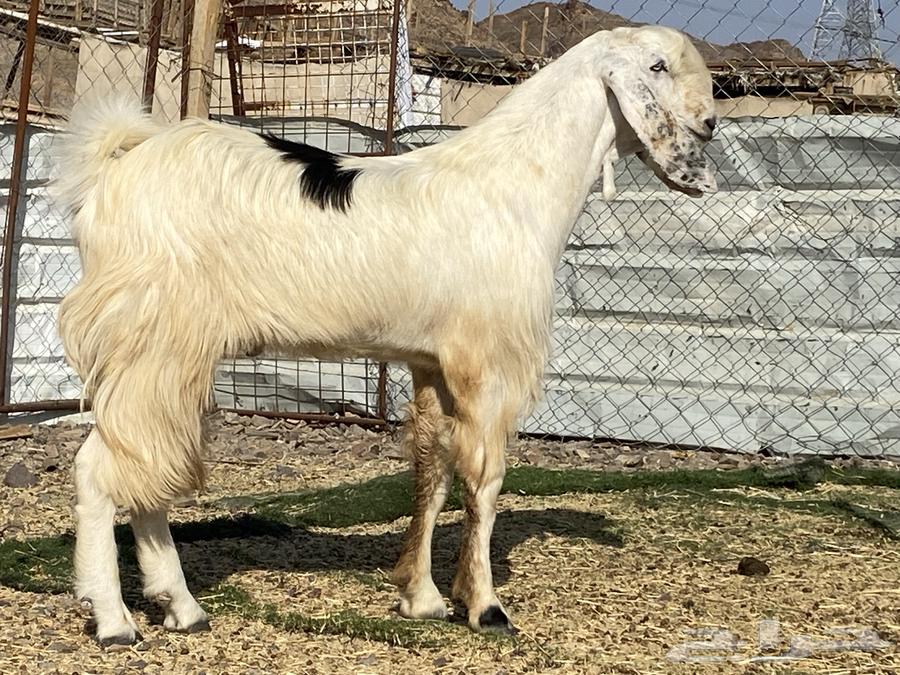 تيس مصري ثني صنف فحل64536557714435111