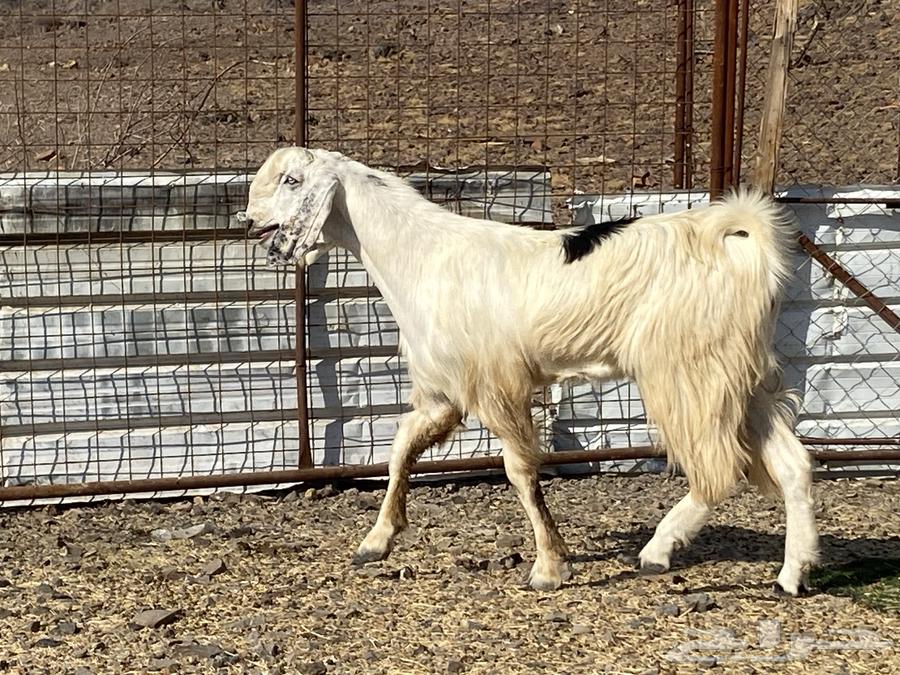 تيس مصري ثني صنف فحل64536557714435114