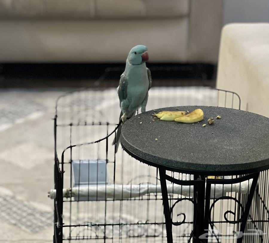 طير الدرة لون ازرق بسعر مميز مستعجل البيع64528710465539112