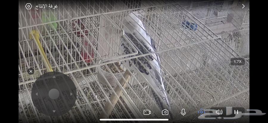 كروان انثى جاهزة فراشة نزلت بيض بدون ذكر64537017213313113