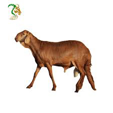 Sudanese sheep for sale and for events, delivered ready to your home, daily slaughter64535750953603110