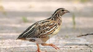 Samani. Al-Fari64537491042562110