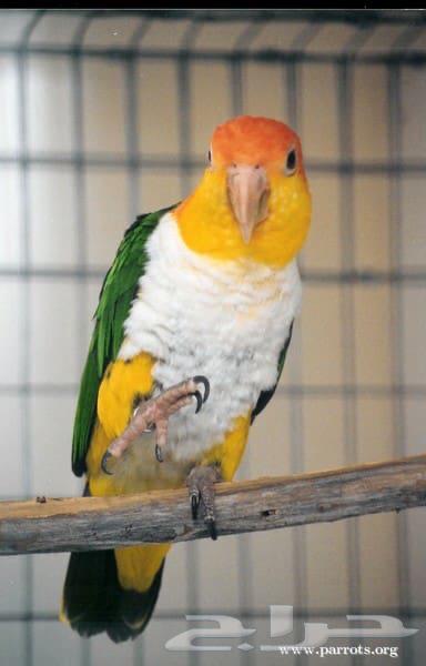 فرخ كايك وايت بيلي غر انتاج محلي (ببغاء المهرج)64542657287170113