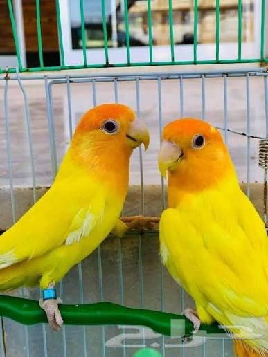 فندقة طيور بأقل الاسعار64535118826883110