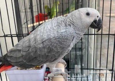 فندقة طيور بأقل الاسعار64535118826883111