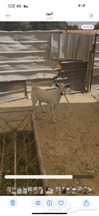 Tis for Li364538345298307112