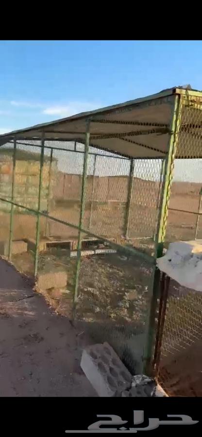 مضلتين حمام و صطول حمام64537979649537113