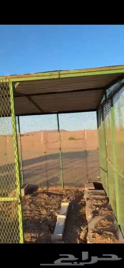 مضلتين حمام و صطول حمام64537979649537112