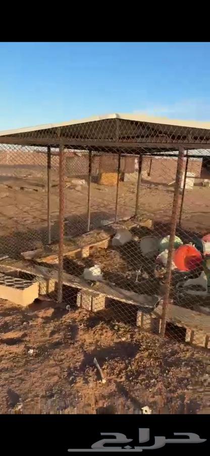 مضلتين حمام و صطول حمام64537979649537111