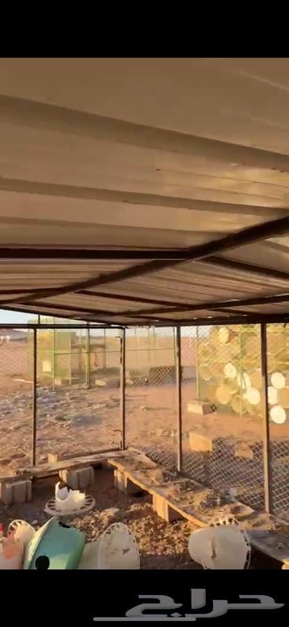 مضلتين حمام و صطول حمام64537979649537110