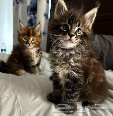 Maine Coon kittens strong local and imported, one male and one female left64537072602113112