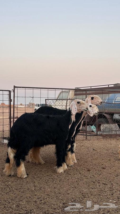 رخال نجد صنف64541636989442112