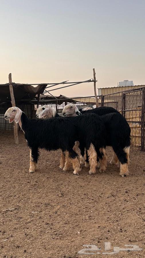 رخال نجد صنف64541636989442111