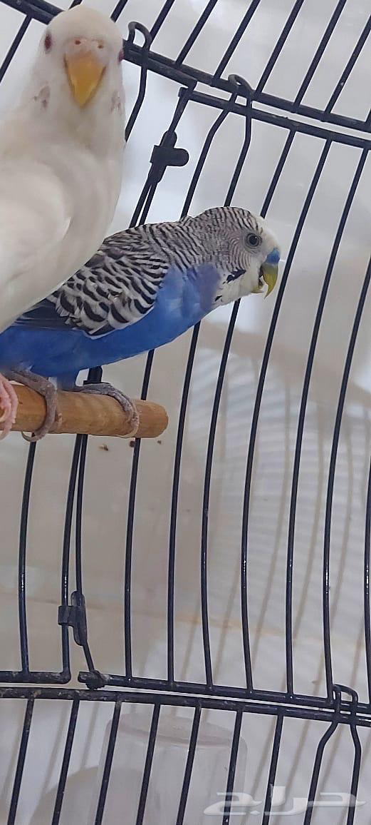 عصافير زينه للبيع64538923371778110