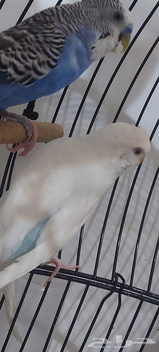 عصافير زينه للبيع64538923371778111