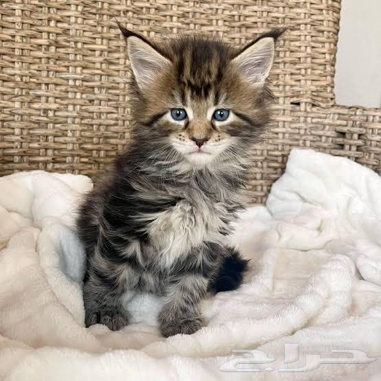 Maine Coon kittens strong local and imported, one male and one female left64537072602113111