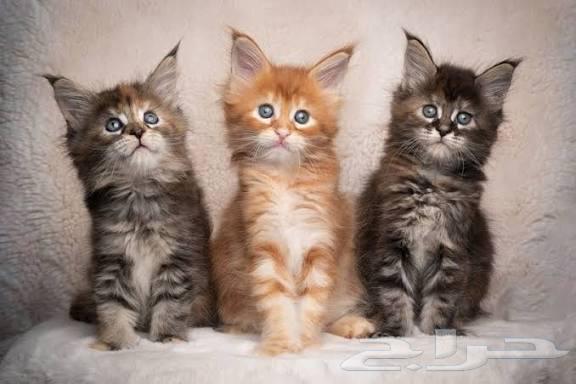 Maine Coon kittens strong local and imported, one male and one female left64537072602113113