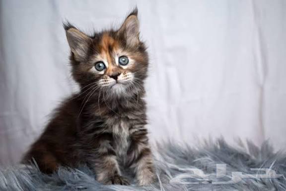 Maine Coon kittens strong local and imported, one male and one female left64537072602113110