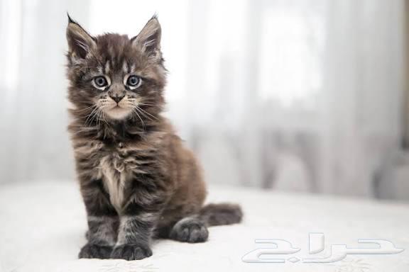 Maine Coon kittens strong local and imported, one male and one female left64537072602113114