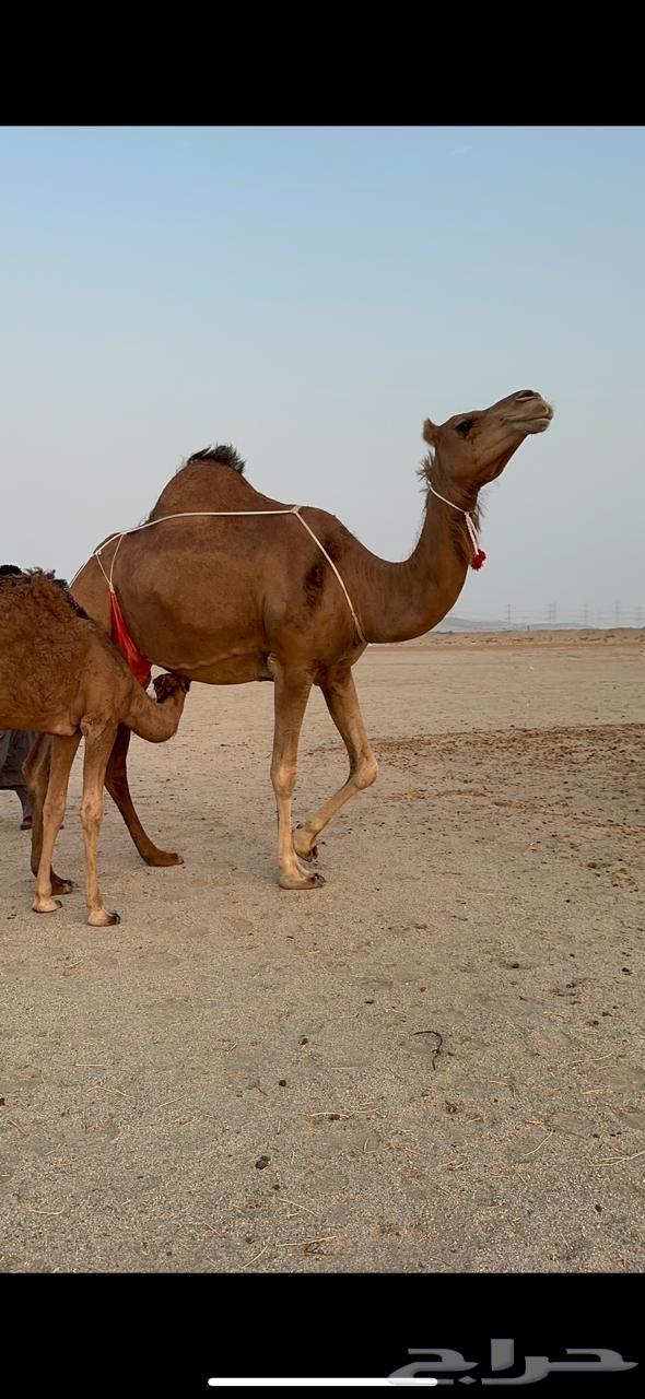 Coastal she-camel with a calf, Minha from Germ and Dis, milking an Am80 and added a calf underneath64541963493121114