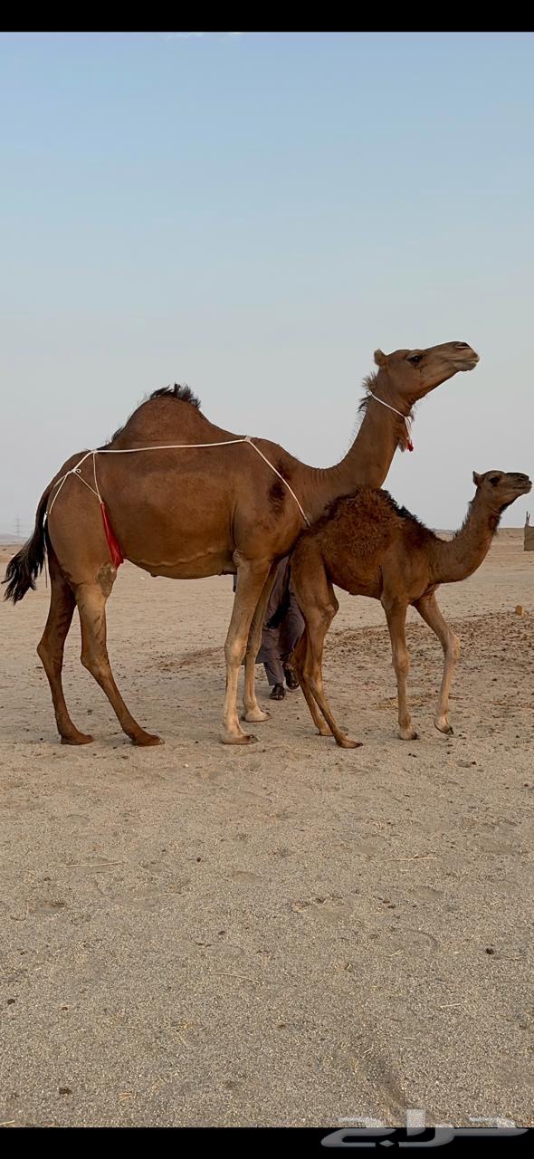 Coastal she-camel with a calf, Minha from Germ and Dis, milking an Am80 and added a calf underneath64541963493121110