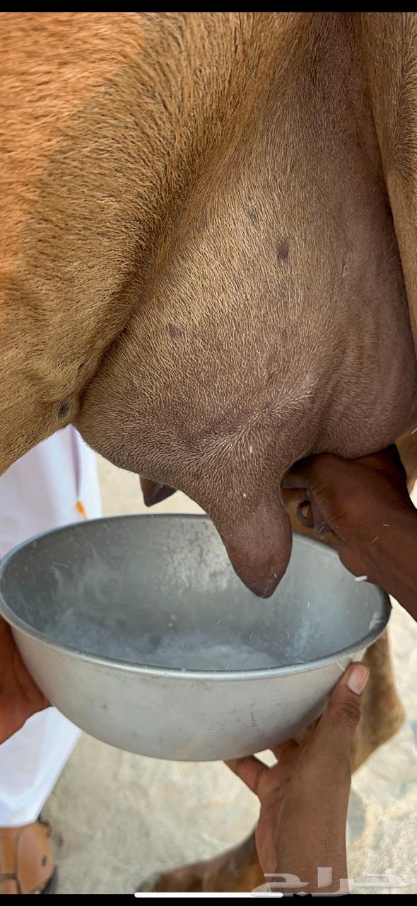 Coastal she-camel with a calf, Minha from Germ and Dis, milking an Am80 and added a calf underneath64541963493121112