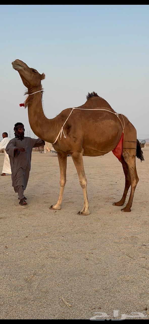 Coastal she-camel with a calf, Minha from Germ and Dis, milking an Am80 and added a calf underneath64541963493121111