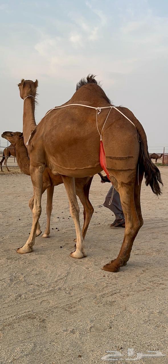 Coastal she-camel with a calf, Minha from Germ and Dis, milking an Am80 and added a calf underneath64541963493121113