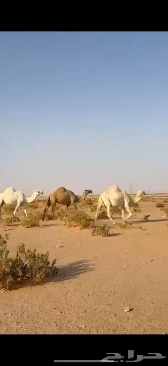 لقحتين وضروبه للبيع64538401076483110