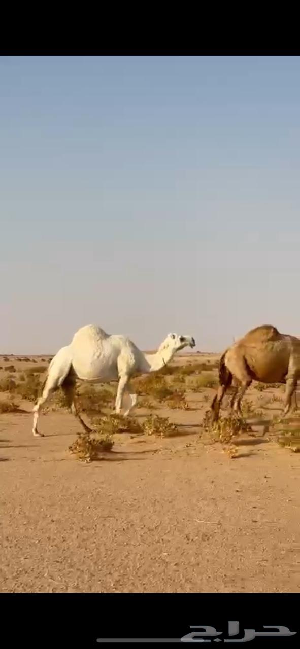 لقحتين وضروبه للبيع64538401076483111