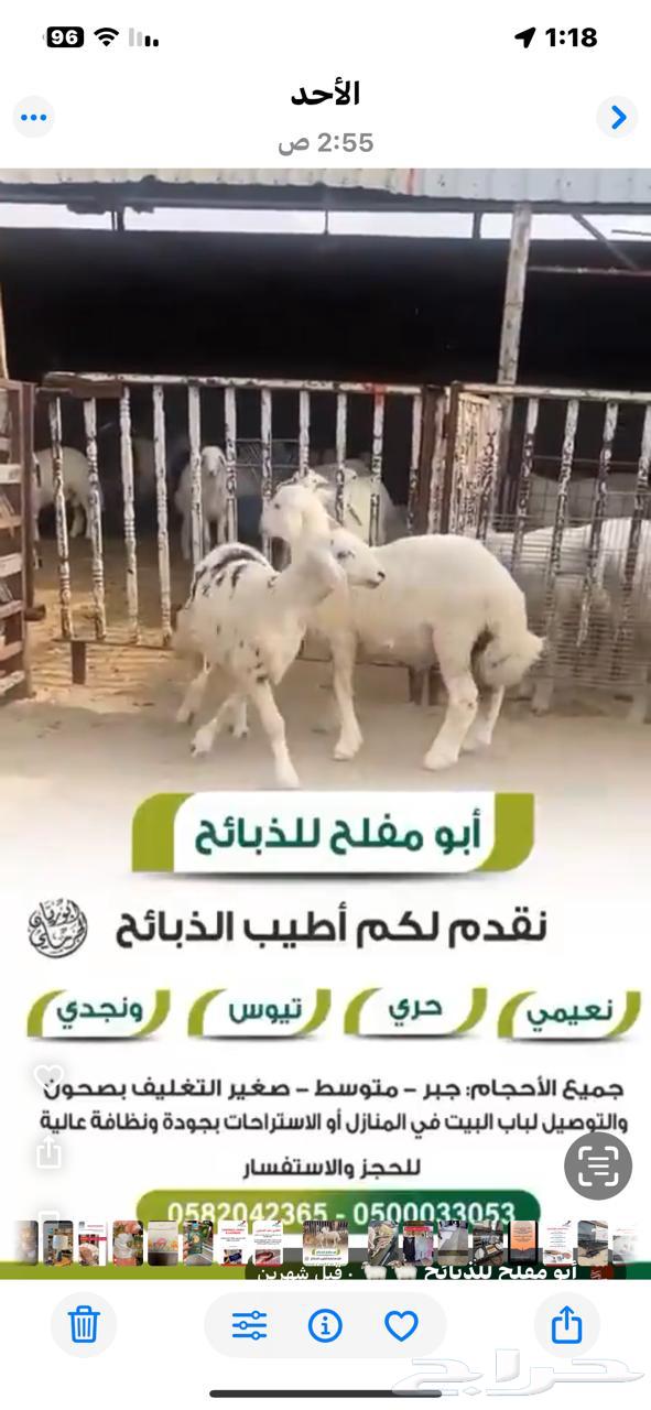 Lamb and sheep meat for sale64539556812033110