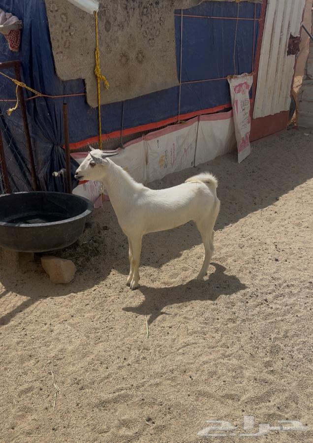 Tis for Li364538345298307110