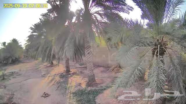 نخل طوال للبيع64536334945539110