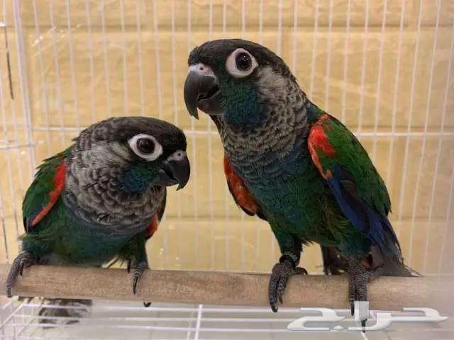 فروخ كنيور64542260583939111