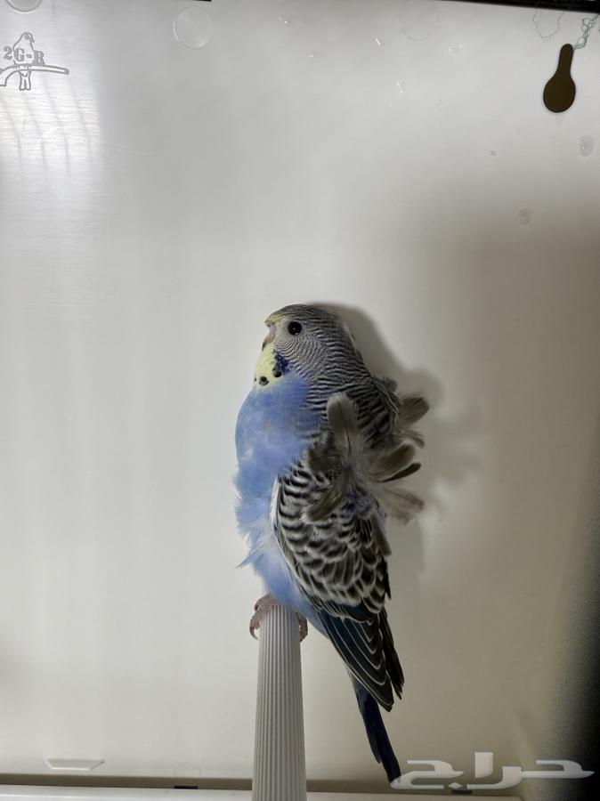 زوج بادجي هوقو دم انجليزي منتج مع فروخه64539443555458110