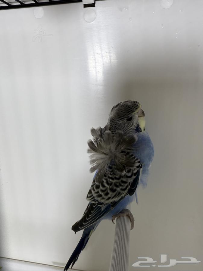 زوج بادجي هوقو دم انجليزي منتج مع فروخه64539443555458112