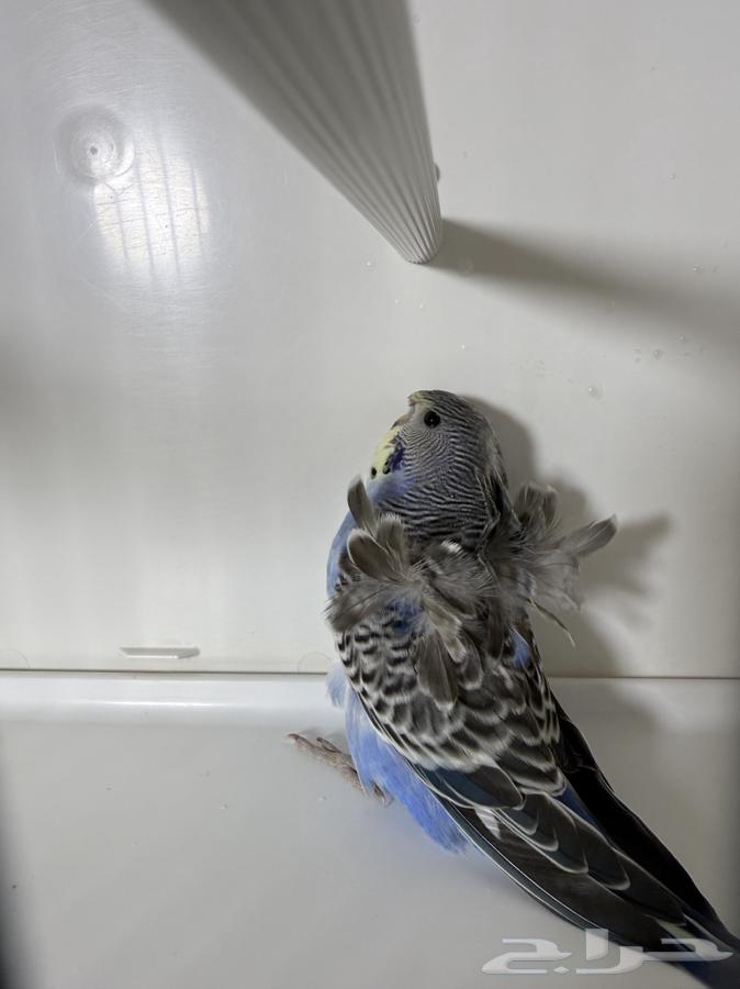 زوج بادجي هوقو دم انجليزي منتج مع فروخه64539443555458111