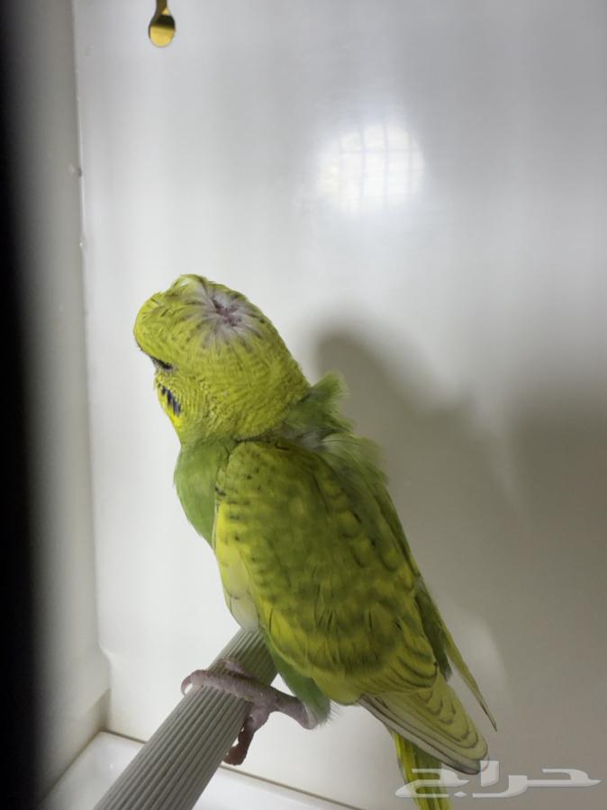 زوج بادجي هوقو دم انجليزي منتج مع فروخه64539443555458114