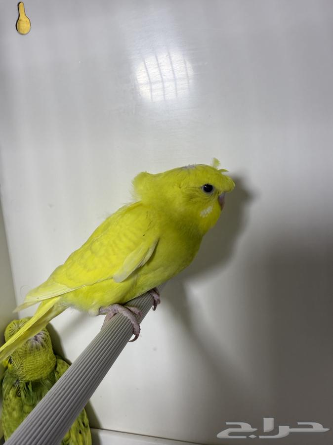 زوج بادجي هوقو دم انجليزي منتج مع فروخه64539443555458113