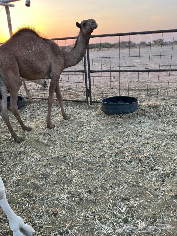 قعدان طيبه ونظيفه64540978627971112