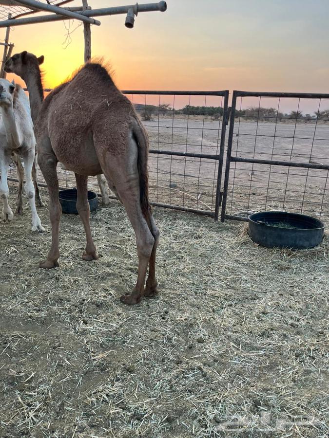 قعدان طيبه ونظيفه64540978627971114