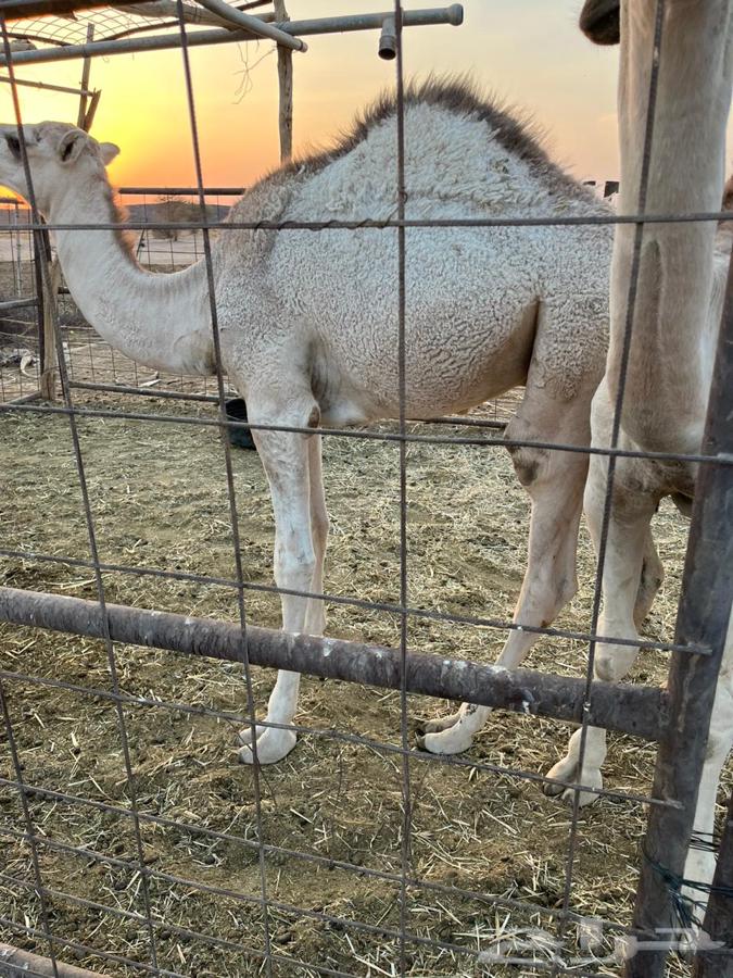 قعدان طيبه ونظيفه64540978627971110