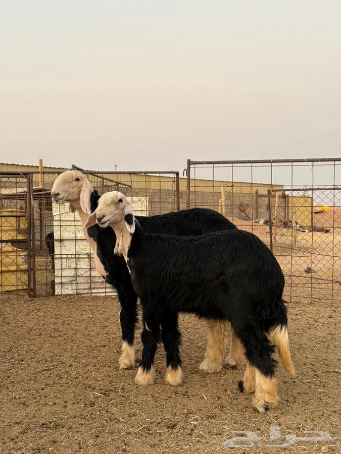 رخال نجد صنف64541636989442110